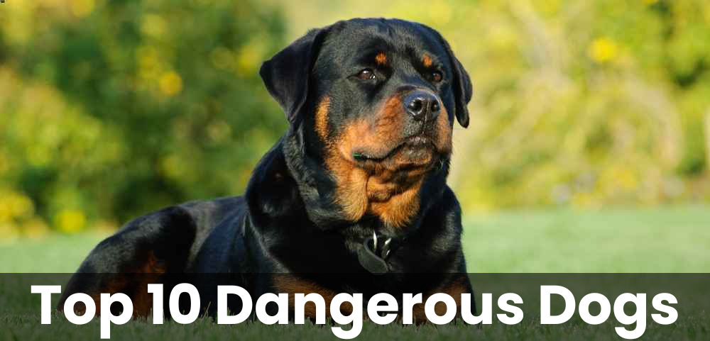 Top 10 Dangerous Dogs